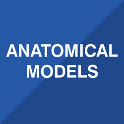 ANATOMICAL MODELS