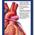 Anatomy of the Heart Study Guide