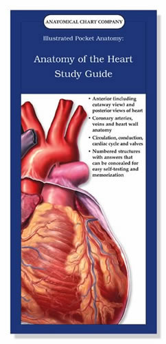 Anatomy of the Heart Study Guide