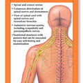Spinal Nerves and the Autonomic Nervous System Study Guide