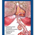 Respiratory System and Disorders Study Guide