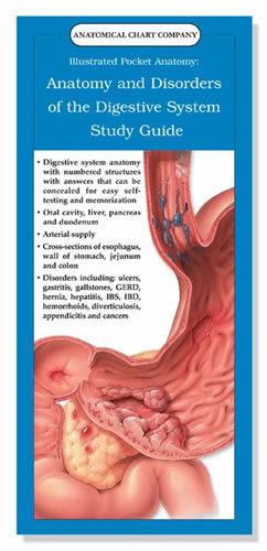 Anatomy and Disorders of the Digestive System Study Guide