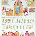 Healthy Teeth & Dental Disease