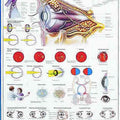 The Human Eye Chart