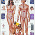 Endocrine System Chart