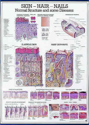 Skin, Hair, Nails Chart