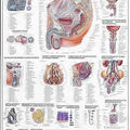 Reproductive Organs Of The Male