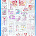 Urinary Bladder & Ureter Chart