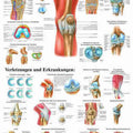 The Knee Joint Chart