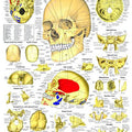 The Human Skull - Exploded View - Chart