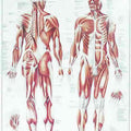Human Muscular System Chart