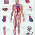Human Vascular System Chart