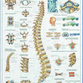 The Human Spine Chart