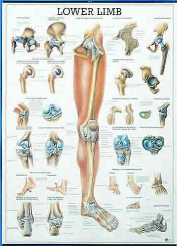 Lower Limb Chart