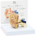 Ear Budget Model