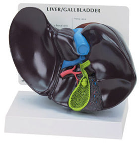 Liver Budget Model
