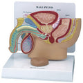 Male Pelvis w/Prostate Budget Model