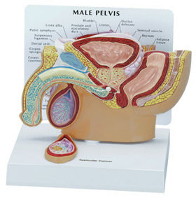 Male Pelvis w/Testicle Budget Model