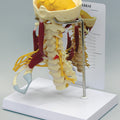 Muscled Cervical - Budget Model