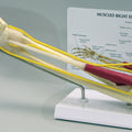 Muscled Elbow - Budget Model