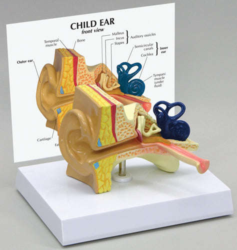 Ear, Child - Budget Model