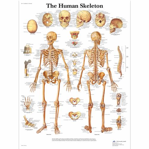 Skeletal System Chart