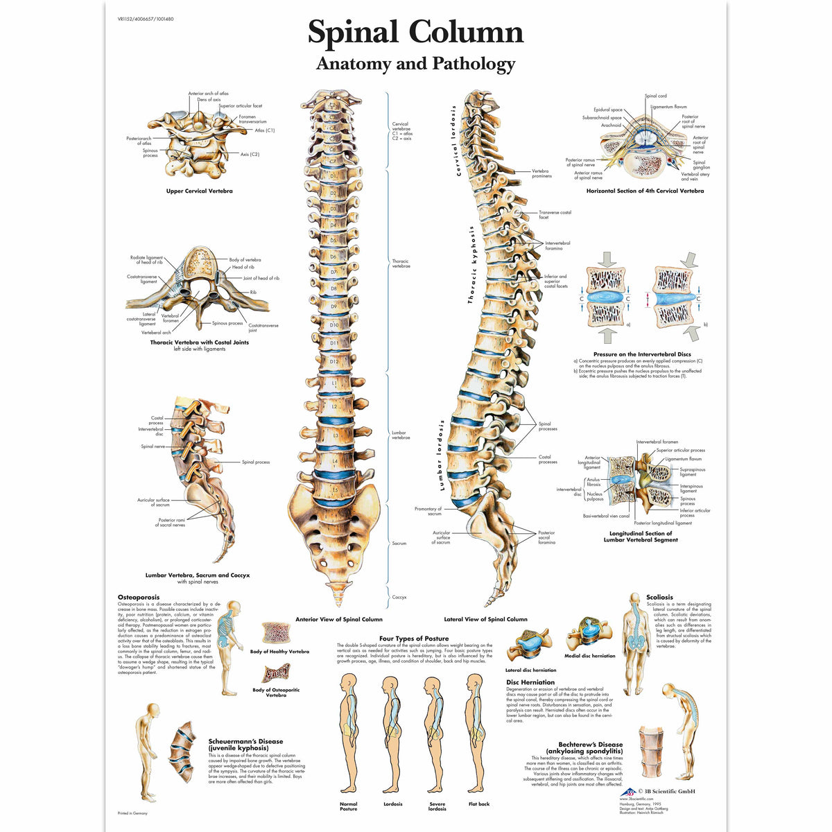 Vertebral Column Chart