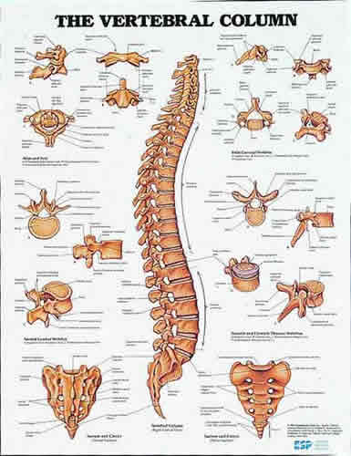 Vertebral Column Chart