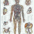 The Vascular System Chart