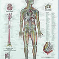 Nervous System Chart