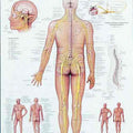 The Spinal Nerves