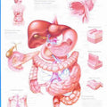 Digestive System Chart