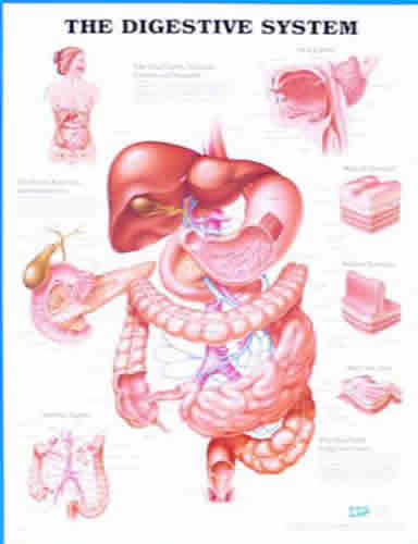 Digestive System Chart