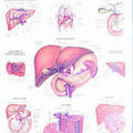 Liver Chart