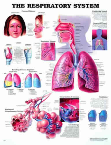 Respiratory System Chart