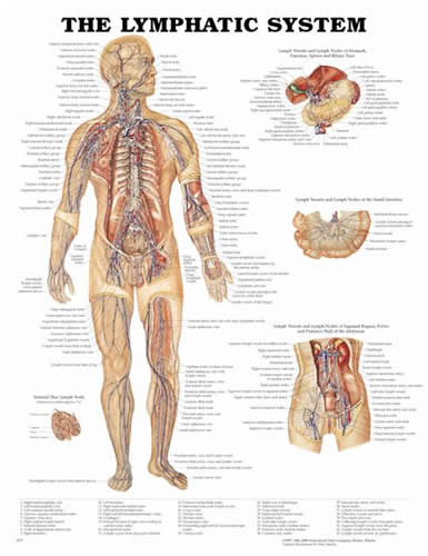 Lymphatic System Chart