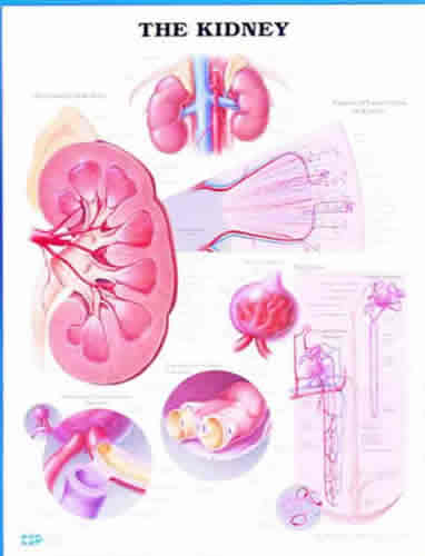 Kidney Chart