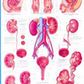 Urinary Tract Chart
