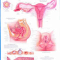 The Female Reproductive System