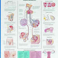 Infertility Chart