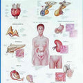 Endocrine System Chart