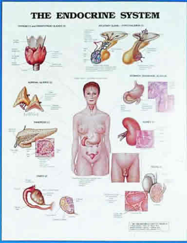 Endocrine System Chart