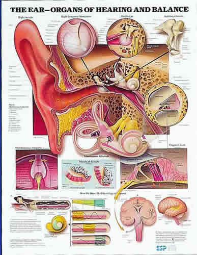 Ear Chart