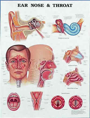 Ear, Nose & Throat Chart