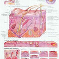 The Skin Chart
