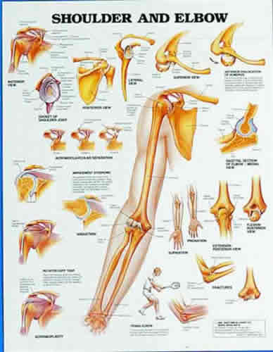 Shoulder & Elbow Chart