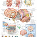 Anatomy Of The Brain Chart