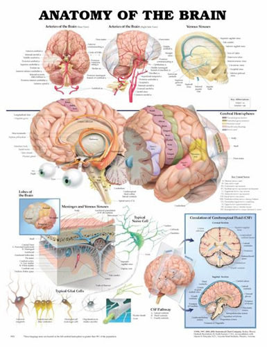 Anatomy Of The Brain Chart