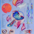 Structural Anatomy Of The Eye