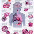 Dangers Of Smoking Chart